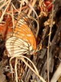 Leanira Checkerspot