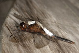 Chalk-fronted Corporal