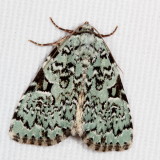 Hodges#9065 * Green Leuconycta * Leuconycta diphtheroides