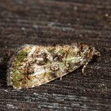 Hodges#9051 * Small Mossy Lithacodia * Lithacodia musta