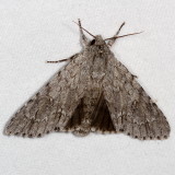 Hodges#9200 * American Dagger Moth * Acronicta americana