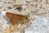 Dun Skipper