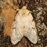 Hodges#8318 * Gypsy Moth ♀ * Lymantria dispar