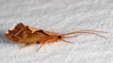 Genus Neophylax * Autumn Mottled Sedges