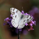 Checkered White