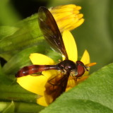 Ocyptamus fuscipennis