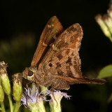 Dorantes Longtail