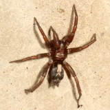 Herpyllus ecclesiasticus * Eastern Parson Spider