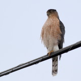 Coopers Hawk (Juvenile)