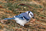 Blue Jay