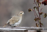 White-winged Dove