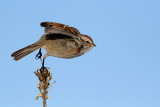 American Tree Sparrow