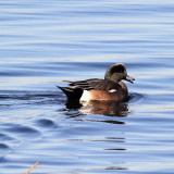 American Wigeon ♂