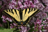 Eastern Tiger Swallowtail