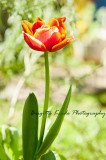 First tulipe in my garden