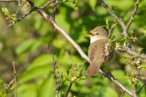 Blyths Reed Warbler/Busksngare