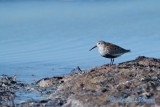 Dunlin/Krrsnppa/Juv