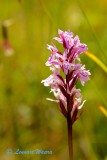 ngsnycklar / Early Marsh-orchid / Dactylorhiza incarnata
