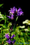 Nsselklocka / Nettel-leaved Bellflower / Campanulaceae trachelium