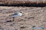 Sanderling/Sandlpare