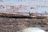 Ruddy Turnstone/Roskarl