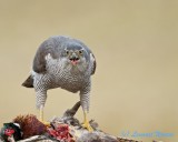 Northern Goshawk/Duvhk/ on a pheasant