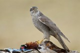 Northern Goshawk/Duvhk/ on a pheasant