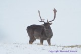Fallow Deer/Dovhjort