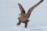 White-tailed Eagle/Havsrn, ad.