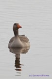 Greylag Goose/Grgs