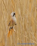 Bearded Reedling/Skggmes/male