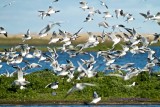 Black-headed Gull/Skrattms