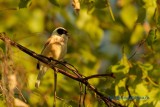 Eurasian Penduline Tit/Pungmes