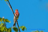 Common Rosefinch/Rosenfink