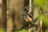 Eurasian Penduline Tit/Pungmes