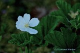 Hjortron / Cloudberry / Rubus chamaemorus