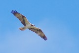 Osprey/Fiskgjuse