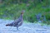 Western capercaille/Tjder/female