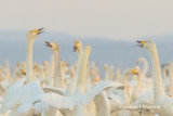 Whooper Swan/Sngsvan