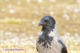 Hooded crow/Krka