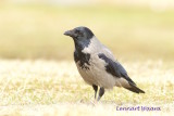 Hooded crow/Krka