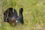 Western capercaille/Tjder/male