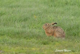 Field hare/Flthare
