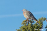 Common Wood Pigeon/Ringduva