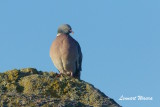 Common Wood Pigeon/Ringduva