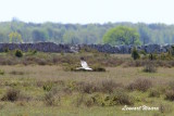 Montagues Harrier/ngshk/male looking for prey over the Alvar