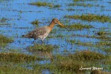 Black-tailed Godwit/Rdspov