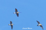 Eurasian Curlew/Storspov/migrating