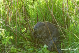 Beaver/Bver