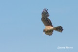 Montagues Harrier/ngshk/female with nesting material